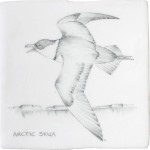Cut out of a hand painted Arctic Skua bird square tile in a classic charcoal style