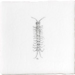 Cut out of a hand painted centipede taco square tile in a charcoal etching style