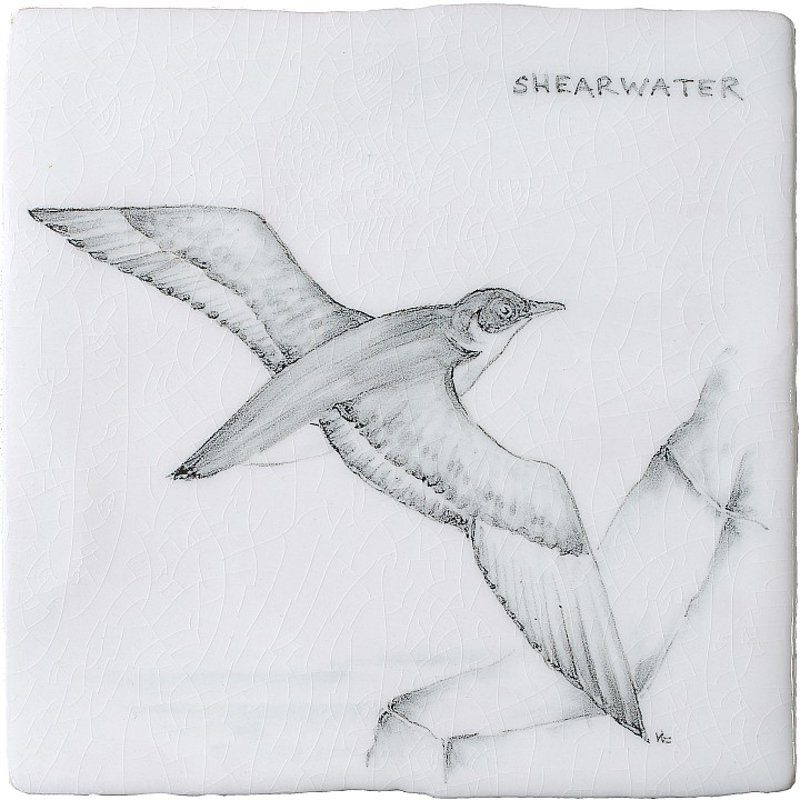 Shearwater 7