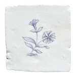 Dianthus sylvia chalk white