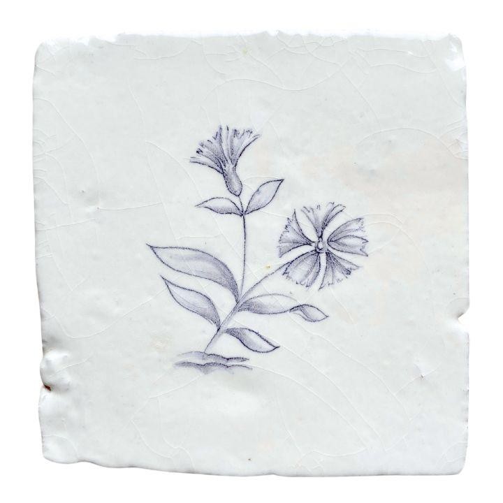 Dianthus sylvia chalk white