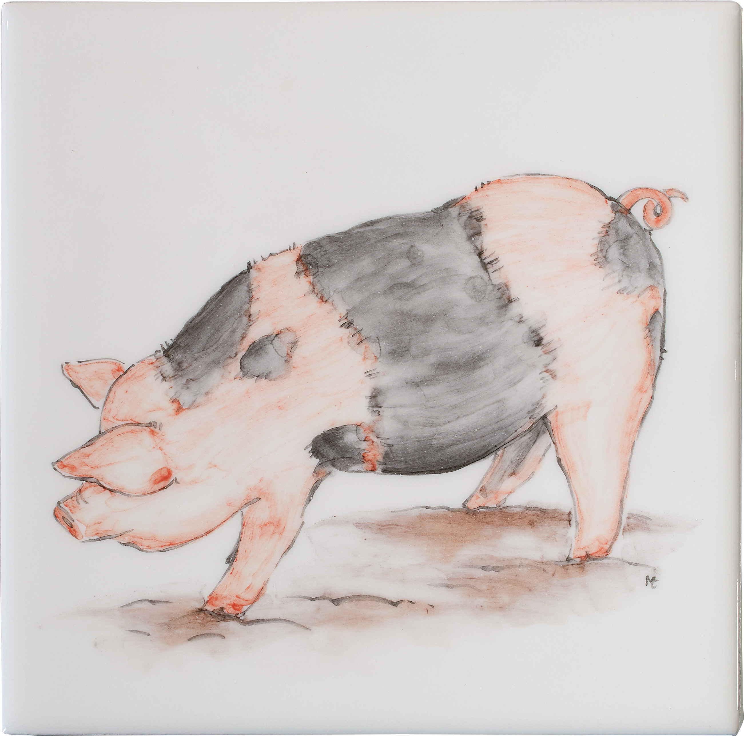 Saddleback Pig Square, product variant image