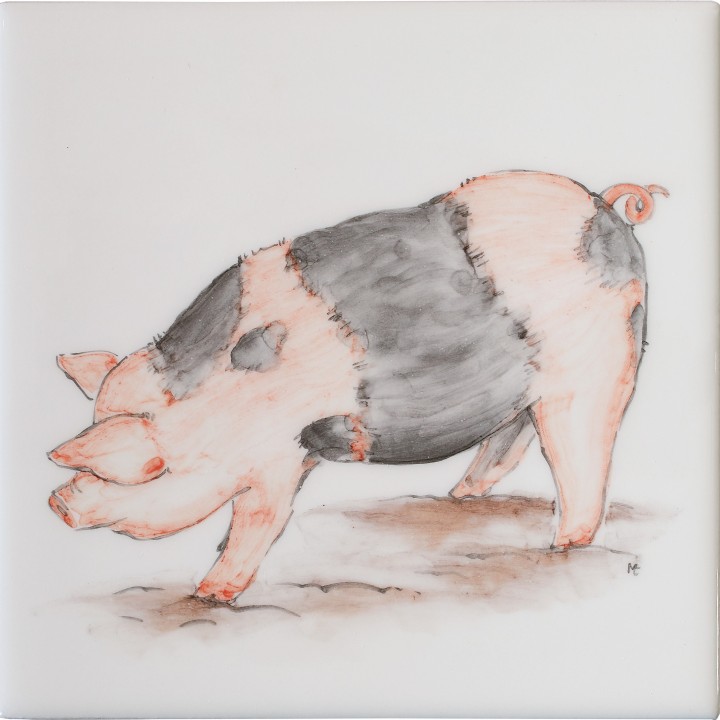 Saddleback Pig Square