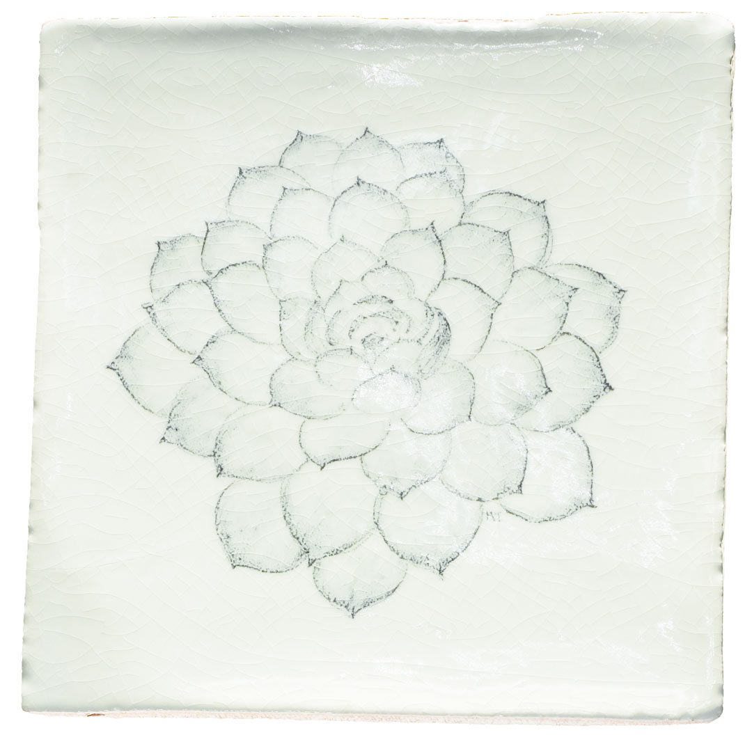 Echeveria, product variant image