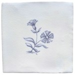 Dianthus sylvia chalk white square