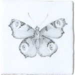 Peacock Butterfly Taco on Chalk White