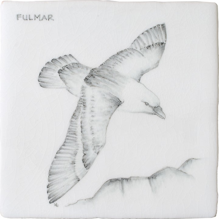Coastal And Moorland Birds Fulmar 6