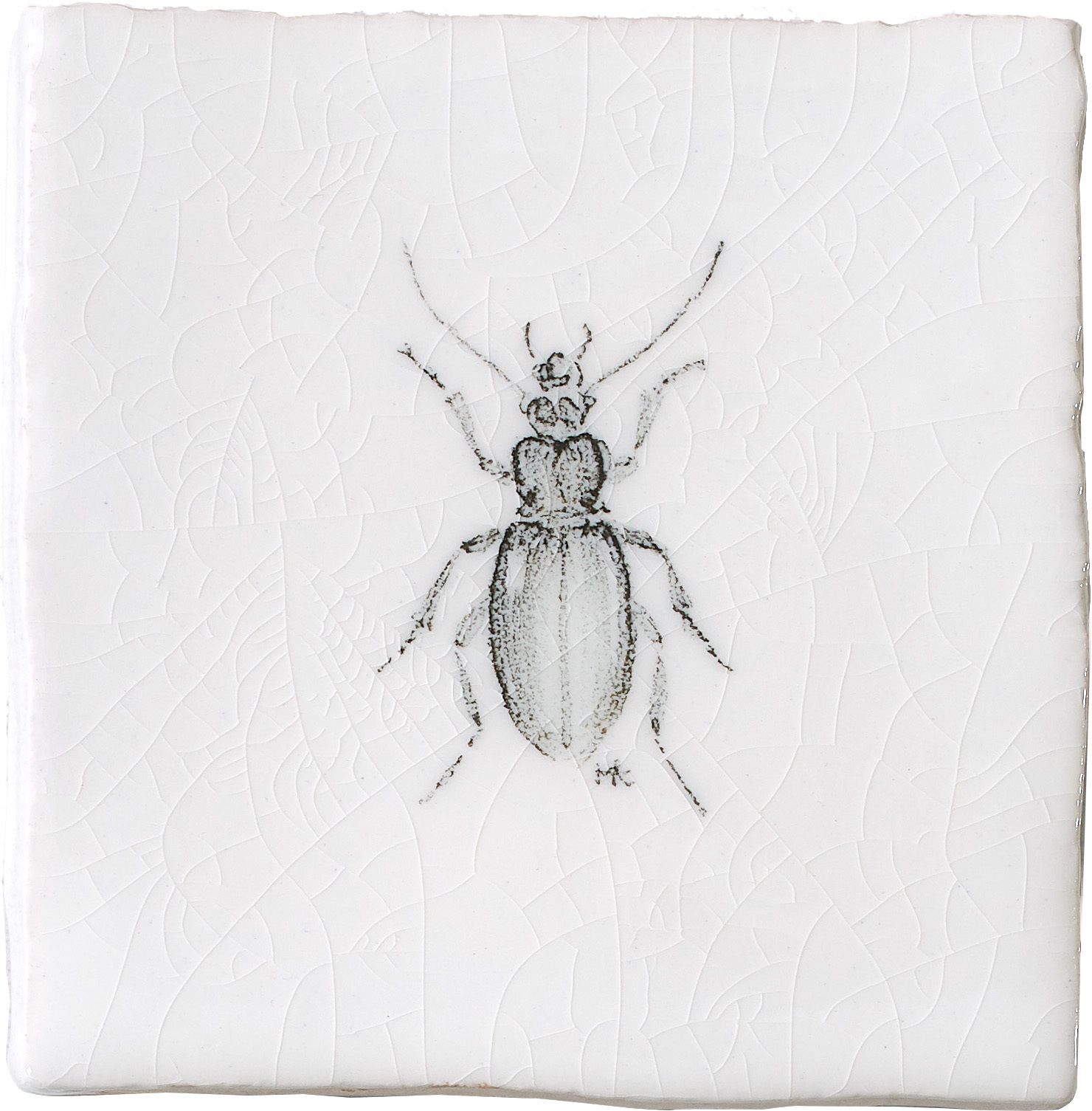 Bombardier Beetle, product variant image