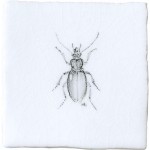 Bombardier Beetle Insect Taco on Chalk White