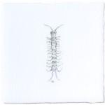 Centipede Insect Taco on Chalk White