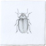 Poplar Leaf Beetle Insect Taco on Chalk White