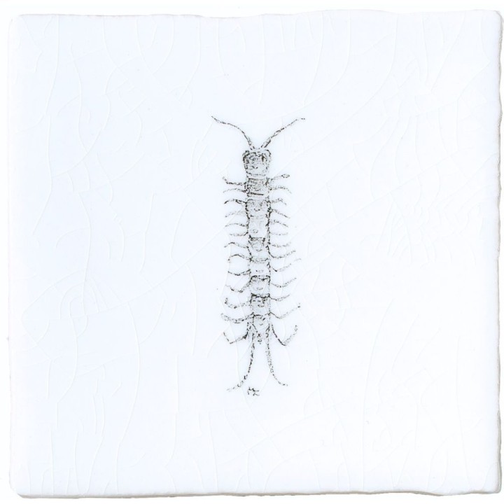 Centipede Insect Taco on Chalk White
