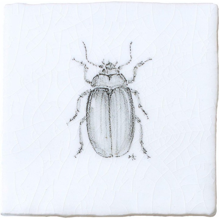 Poplar Leaf Beetle Insect Taco on Chalk White