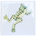 Meadow Frog 2 on white