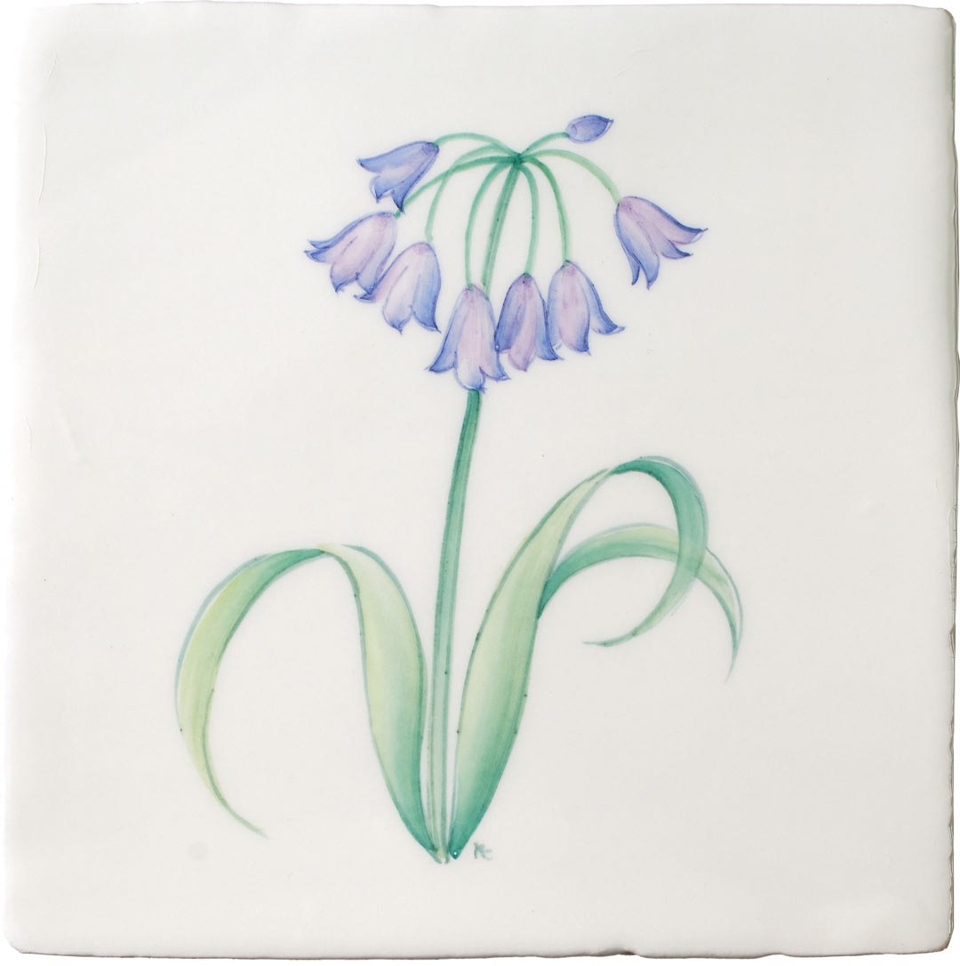 Agapanthus Square, product variant image