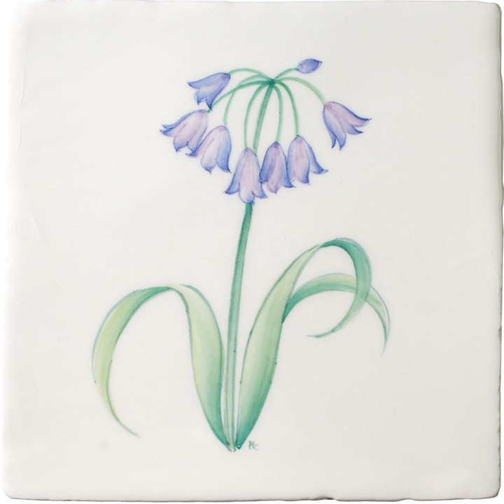 Agapanthus Square